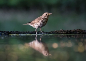 Small speckled brown bird standing on the edge of a pond